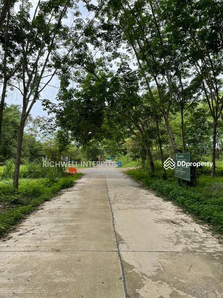 For Sale - Land for sale with rubber plantation, 379 sq.w., on Khanokri Road, 500 meters, Rayong