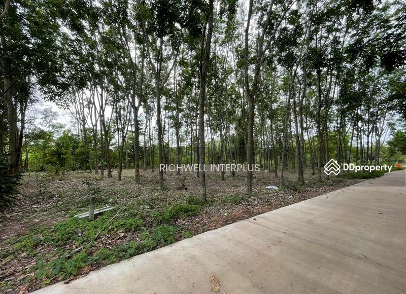 For Sale - Land for sale with rubber plantation, 379 sq.w., on Khanokri Road, 500 meters, Rayong