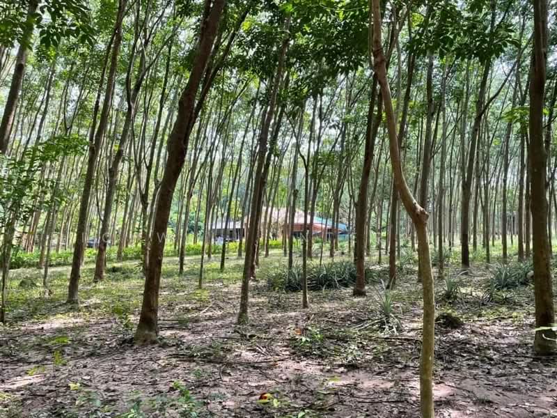 Land for sale with 100 rubber trees, Ban Nong Bua, area 2 rai,, Rayong, Nong Bua, Ban Khai, Rayong, , 3,200 sqm, Land For Sale, by RICHWELL INTERPLUS, 11728292 - DDproperty.com