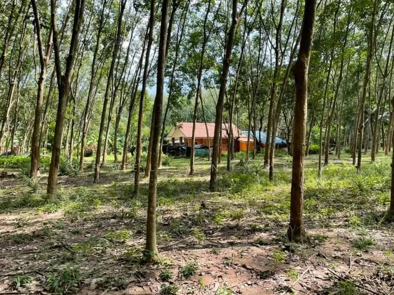 Land for sale with 100 rubber trees, Ban Nong Bua, area 2 rai,, Rayong, Nong Bua, Ban Khai, Rayong, , 3,200 sqm, Land For Sale, by RICHWELL INTERPLUS, 11728292 - DDproperty.com