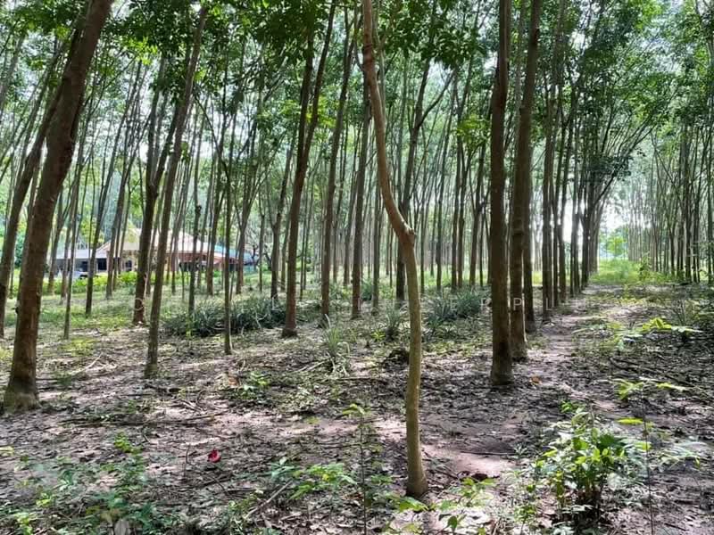 Land for sale with 100 rubber trees, Ban Nong Bua, area 2 rai,, Rayong, Nong Bua, Ban Khai, Rayong, , 3,200 sqm, Land For Sale, by RICHWELL INTERPLUS, 11728292 - DDproperty.com