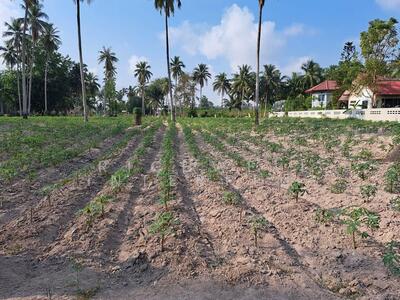 ขาย - ขายที่ดินตะเคียนเตี้ยบ้านนาวัง พัทยาเนื้อที่ 1 ไร่ ใกล้ถ.มอเตอร์เวย์พัทยา-มาบตาพุด-700เมตร, ชลบุรี