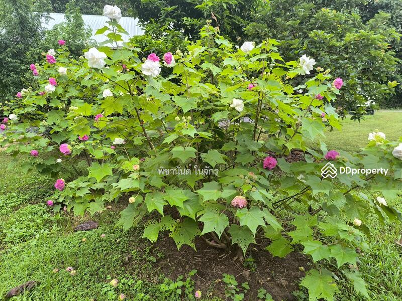 For Sale - Panna Cheeva farm, Nan