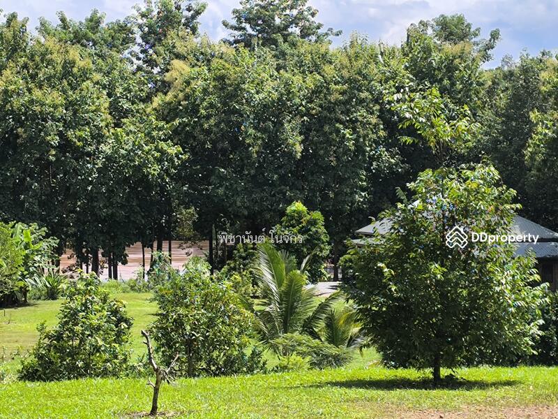 For Sale - Panna Cheeva farm, Nan