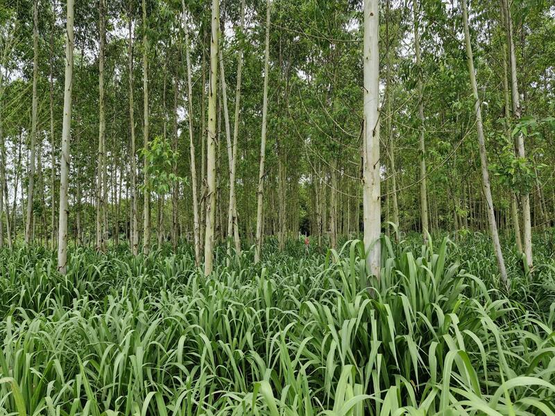 Land for sale in Ban Song, 32 rai, selling for only 275,200/rai, has a pond, suitable for farming,, Chachoengsao, Ban-Song, Phanom Sarakham, Chachoengsao, , 51,816 sqm, Land For Sale, by RICHWELL INTERPLUS, 11743632 - DDproperty.com