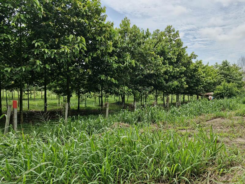 Land for sale in Ban Song, 32 rai, selling for only 275,200/rai, has a pond, suitable for farming,, Chachoengsao, Ban-Song, Phanom Sarakham, Chachoengsao, , 51,816 sqm, Land For Sale, by RICHWELL INTERPLUS, 11743632 - DDproperty.com