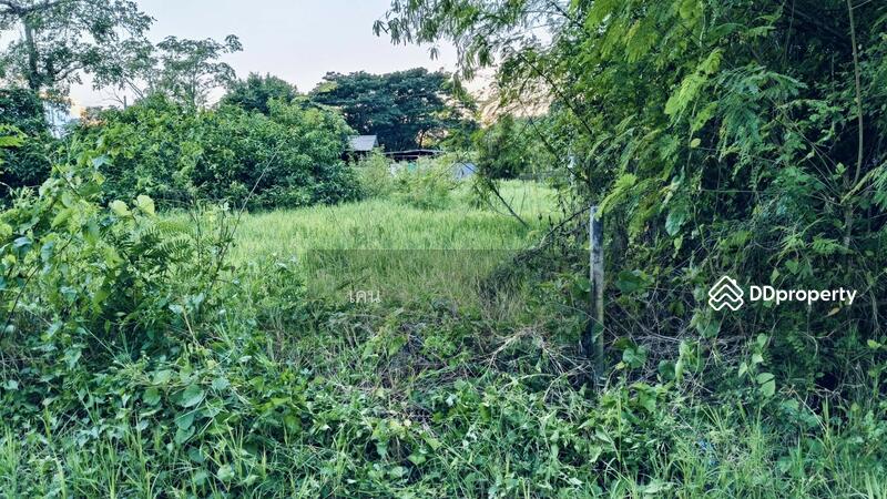 ขาย - ที่ดินหางดง เชียงใหม่, เชียงใหม่