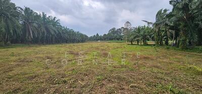 ขาย - ขายที่ดินพร้อมสวนปาล์ม อำเภอท่าชนะ จังหวัดสุราษฎร์ธานี, สุราษฎร์ธานี
