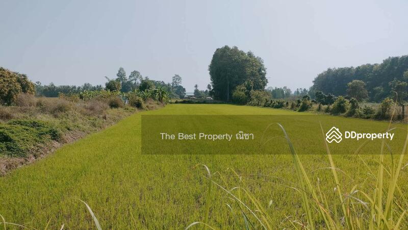 ขาย - ที่ดินพรหมพิราม พิษณุโลก, พิษณุโลก