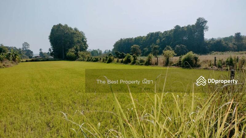 ขาย - ที่ดินพรหมพิราม พิษณุโลก, พิษณุโลก