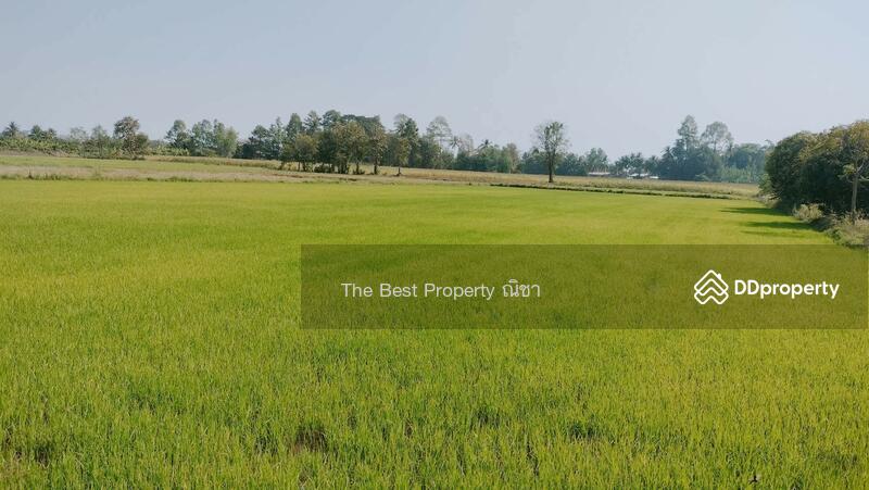 ขาย - ที่ดินพรหมพิราม พิษณุโลก, พิษณุโลก