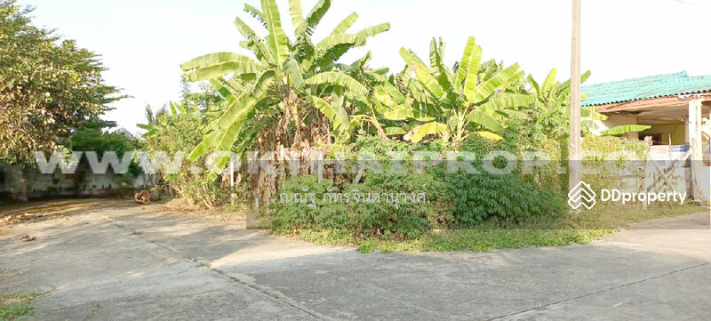ขาย - ถ.พุทธมณฑลสาย7 ต.คลองใหม่ อ.สามพราน จ.นครปฐม, นครปฐม