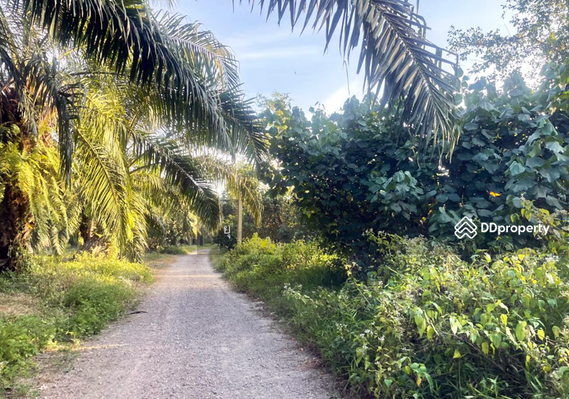 For Sale - ที่ดินท่ายาง ชุมพร, Chumphon