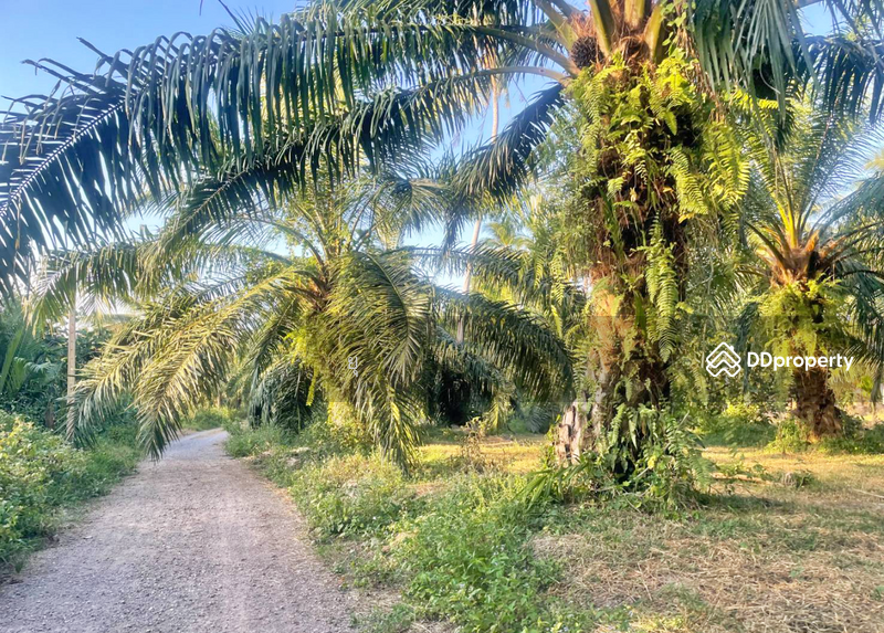 For Sale - ที่ดินท่ายาง ชุมพร, Chumphon