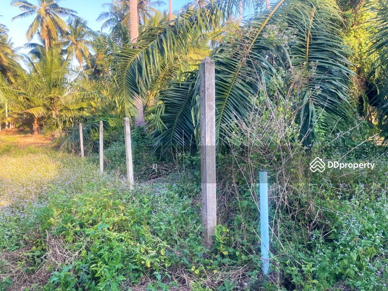 For Sale - ที่ดินท่ายาง ชุมพร, Chumphon