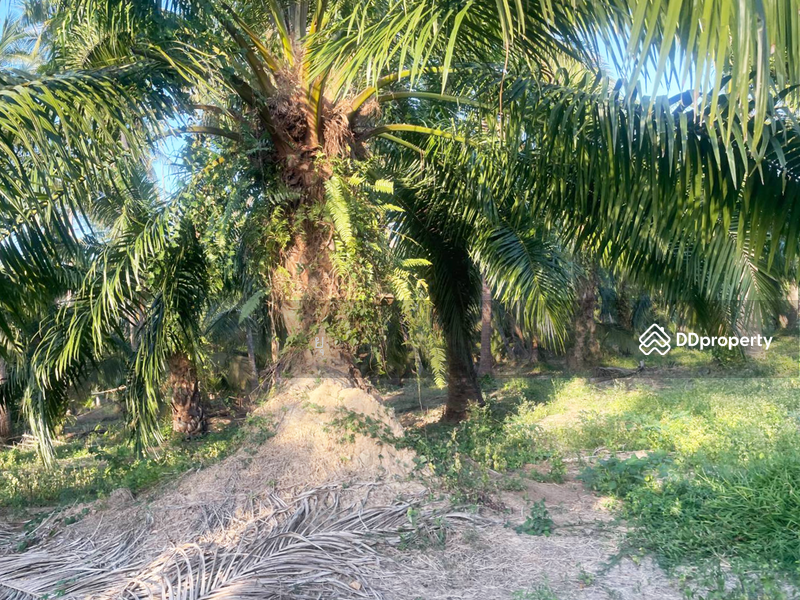 For Sale - ที่ดินท่ายาง ชุมพร, Chumphon