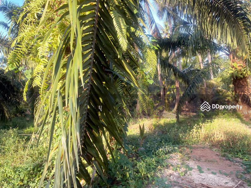 For Sale - ที่ดินท่ายาง ชุมพร, Chumphon