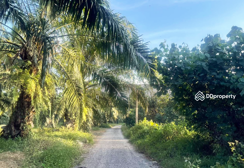 For Sale - ที่ดินท่ายาง ชุมพร, Chumphon