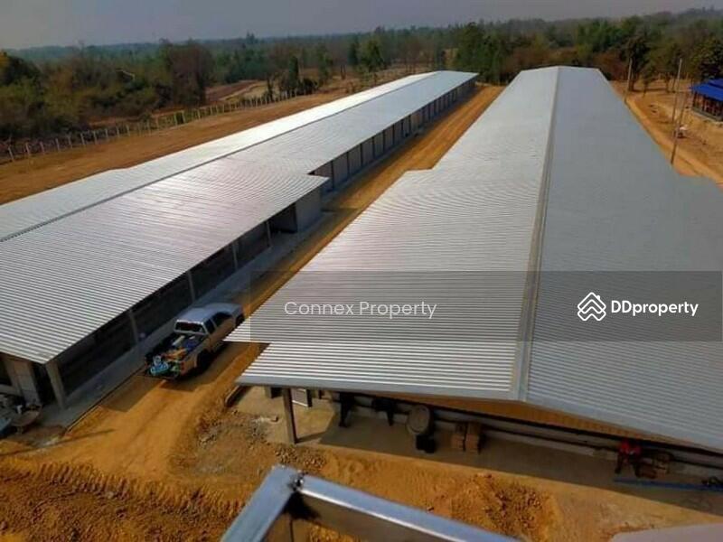 For Sale - chicken farm for sale ขายฟาร์มไก่พันธ์เนื้อ, Lampang
