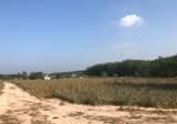 ขายที่ดินพนานิคม 12 ไร่ หน้ากว้าง 70 เมตร ติดถนนซอย11 อ.นิคมพัฒนา - DDproperty.com