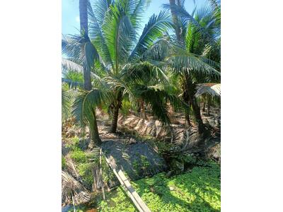 ขาย - ขายที่ดิน สวนมะพร้าว 3 ไร่ 2 งาน บางแพ ราชบุรี, ราชบุรี