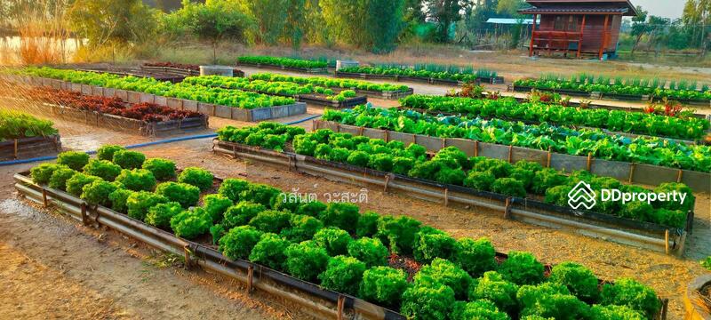ขาย - ขายที่ดินพร้อมบ้าน+ฟาร์มโคขุน+ สวนผสม สุพรรณบุรี ดอนเจดีย์ 35 ไร่ (280,000/ไร่), สุพรรณบุรี