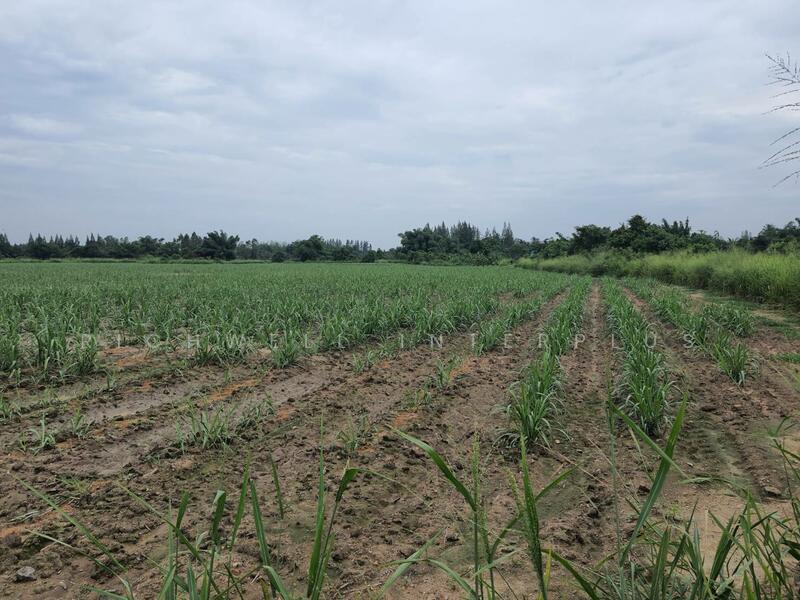 Land for sale in Nong Irum, 79 rai, on 2 sides of the road, next to a large canal, Chon Buri (Pattaya), Nong I-run, Ban Bung, Chon Buri (Pattaya), , 127,961 sqm, Land For Sale, by RICHWELL INTERPLUS, 11768987 - DDproperty.com