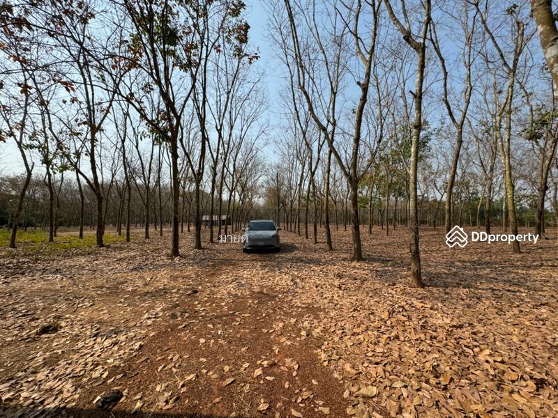 ขาย - PMXJ+QMV Phra That Bang Phuan, Mueang Nong Khai District, Nong Khai, หนองคาย