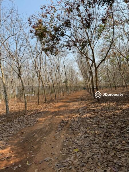 ขาย - PMXJ+QMV Phra That Bang Phuan, Mueang Nong Khai District, Nong Khai, หนองคาย