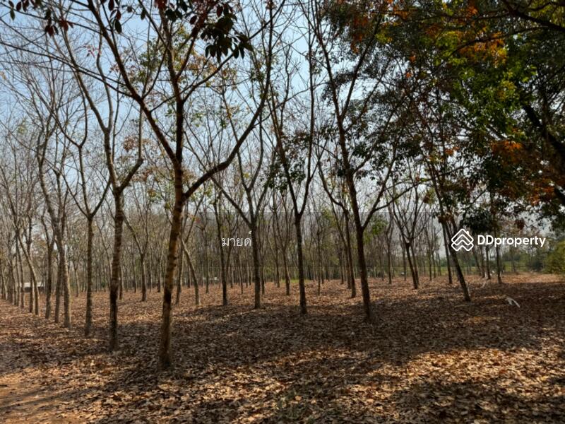 ขาย - PMXJ+QMV Phra That Bang Phuan, Mueang Nong Khai District, Nong Khai, หนองคาย