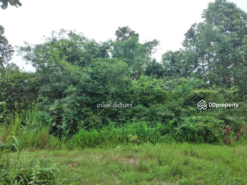 For Sale - Land for sale 7 rai 0 ngan 0.3 sq.w. next to PT Hang Chat , near the Lampang-Chiang Mai highway., Lampang