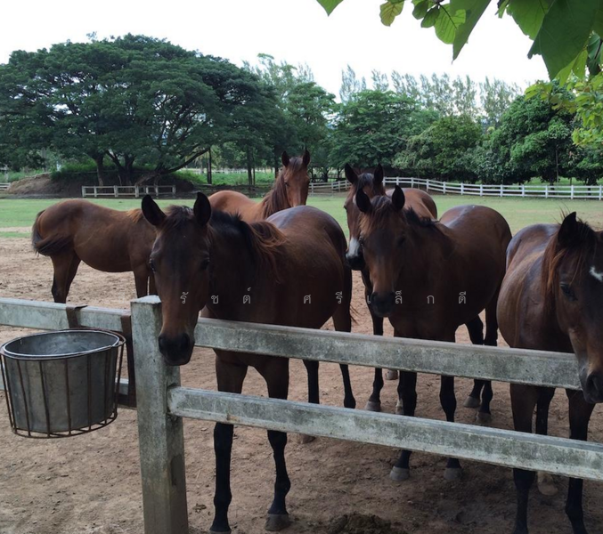 ภาพจำลอง รีสอร์ท บนที่ดิน