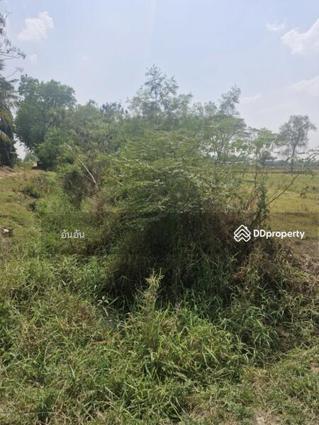 ขาย - ที่ดินโพธาราม ราชบุรี, ราชบุรี