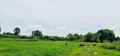 ขาย - ขายที่ดินวังดาล 5 ไร่ เหมา 9 แสนบาท ใกล้ถนนเส้น 4043 เหมาะทำบ้านสวน อ.กบินทร์บุรี, ปราจีนบุรี