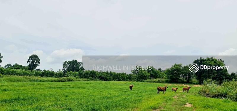 For Sale - For sale: 5 rai of land in Wang Dal, priced at 900,000 baht. Kabinburi District,, Prachin Buri