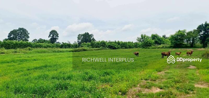 For Sale - For sale: 5 rai of land in Wang Dal, priced at 900,000 baht. Kabinburi District,, Prachin Buri