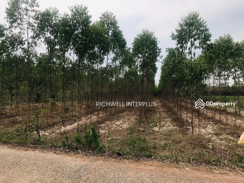For Sale - For Sale: Land in Lat Takian, Kabinburi, Prachinburi 4 Rai., Prachin Buri