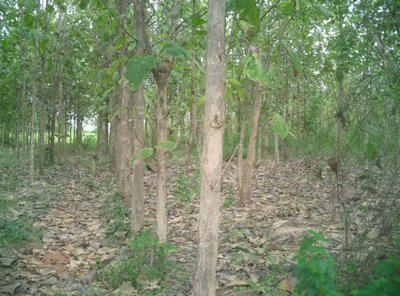 ขาย - ขาย ที่ดิน ด่านมะขามเตี้ยกาญจนบุรี หนองไผ่ กาญจนบุรี, กาญจนบุรี