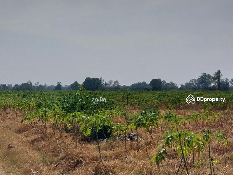 ขาย - ที่ดินใกล้โรงพยาบาลขามทะเลสอ อำเภอขามทะเลสอ นครราชสีมา, นครราชสีมา