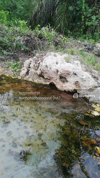 For Sale - Hot spring land, Surat Thani, Surat Thani
