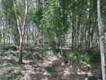 2DD-653210 ที่ดินสวนยางชัยบุรี 5 ไร่ 23.4 ตร.ว. สุราษฎร์ธานี ใกล้ตลาดสดเทศบาลชัยบุรี, สุราษฎร์ธานี