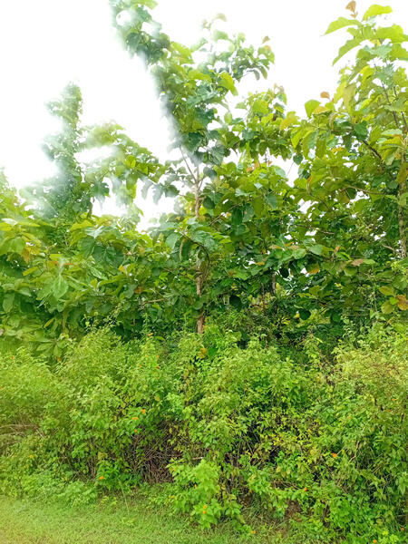 ขาย - ห้วยเขย่ง ทองผาภูมิ กาญจนบุรี, กาญจนบุรี