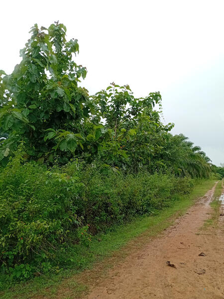 ขาย - ห้วยเขย่ง ทองผาภูมิ กาญจนบุรี, กาญจนบุรี