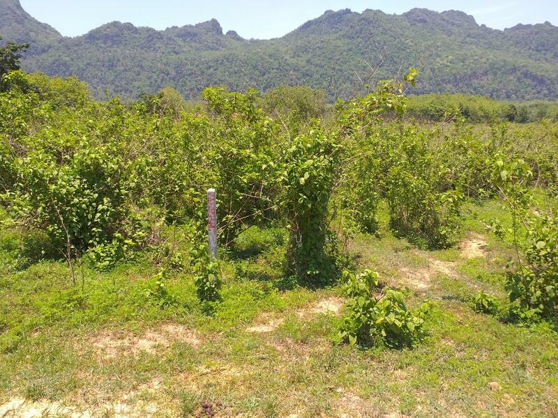 ขาย - ห้วยเขย่ง ทองผาภูมิ กาญจนบุรี, กาญจนบุรี