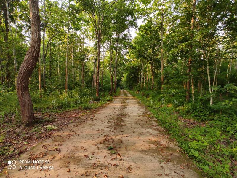 ขาย - บ้านพักตากอากาศ (สวนป่าห้วยศอก)แปลงสวยที่สุดแปลงสุดท้ายของอำเภอด่านซ้าย จังหวัดเลย, เลย