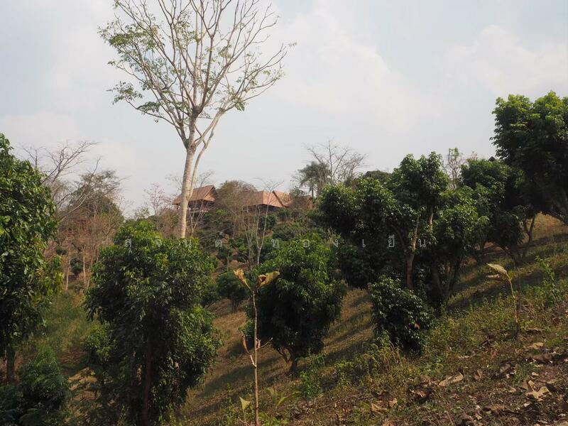 ขาย - บ้านพักตากอากาศ (สวนป่าห้วยศอก)แปลงสวยที่สุดแปลงสุดท้ายของอำเภอด่านซ้าย จังหวัดเลย, เลย