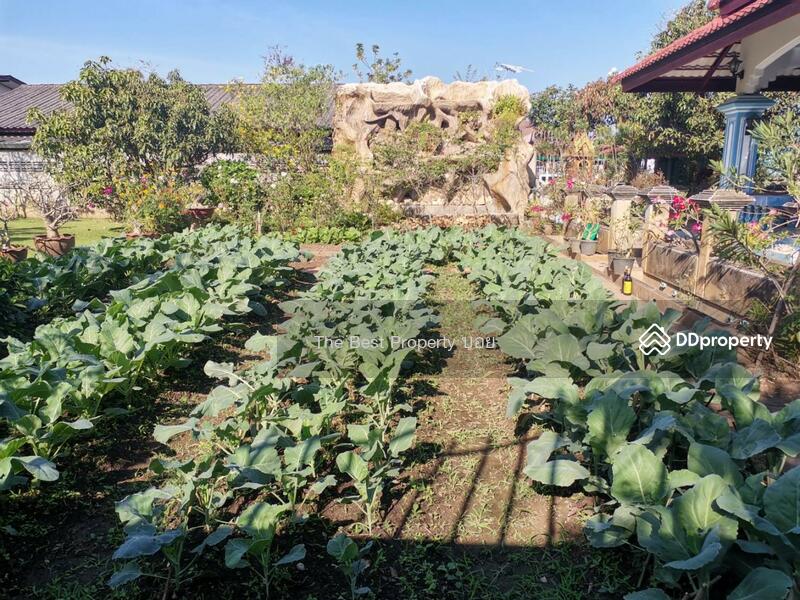 ขาย - ที่ดินในเมือง ลำพูน, ลำพูน
