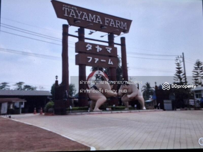 ขาย - ขายที่ดินปากช่อง เขาใหญ่ 234 ตร.ว ถนนโยธาธิการ ใกล้เบญจมาศฟาร์ม, rock for rest, Tayama Farm, นครราชสีมา