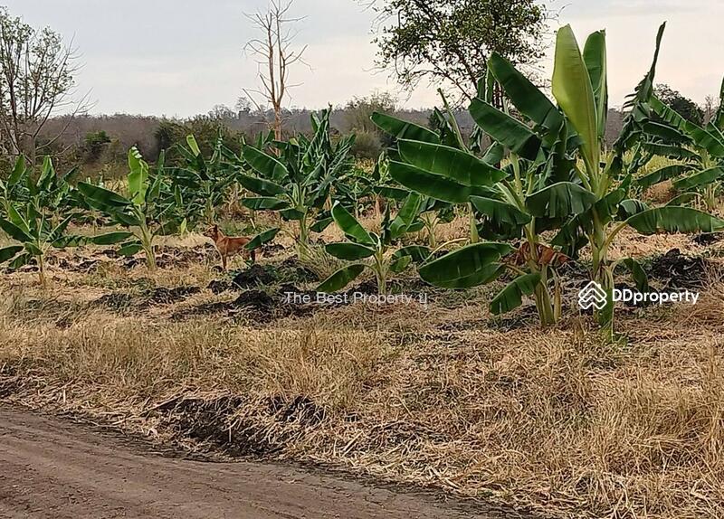 For Sale - ที่ดินประโคนชัย บุรีรัมย์, Buri Ram