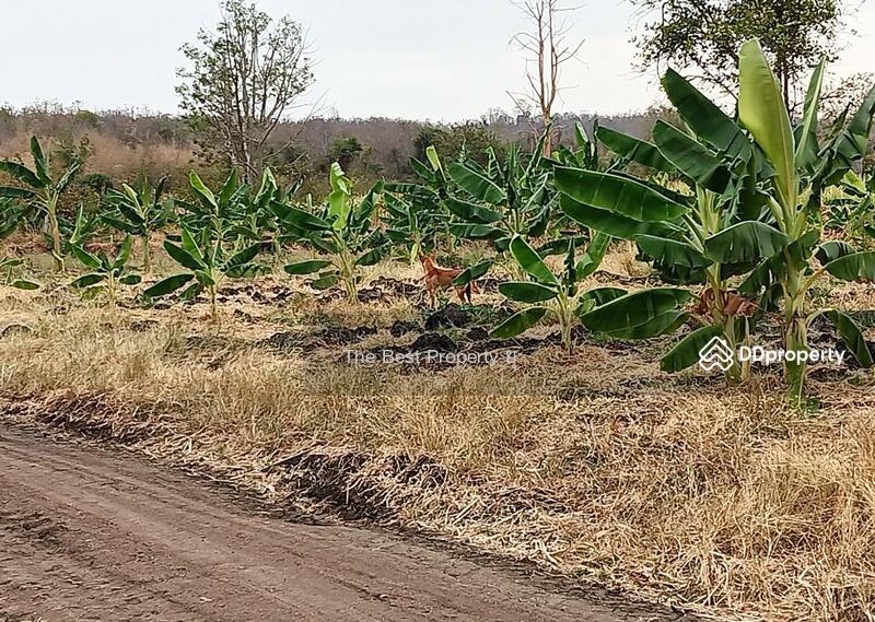 For Sale - ที่ดินประโคนชัย บุรีรัมย์, Buri Ram